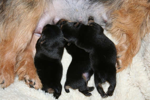 my 4 day old litter from 2007 with docked tails (notice stitches on the ends of little tails)