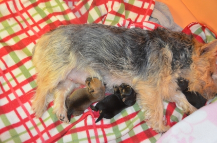 Moxie cradling Leelu under her chin while Willa and Chester are nursing.